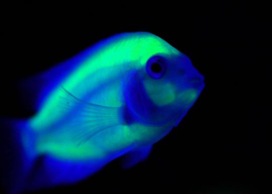 Ikan-ikan ini bisa bercahaya di kegelapan