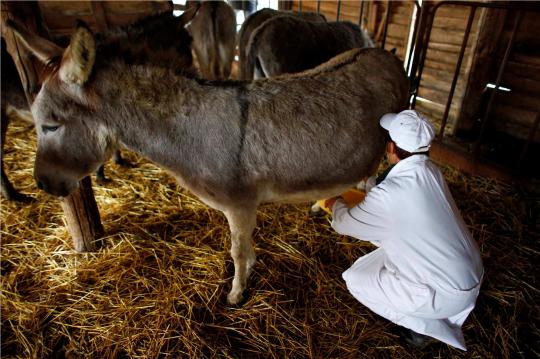 Keju keledai Serbia, keju termahal di dunia