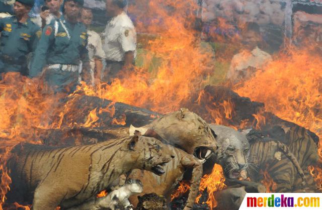 Foto Kemenhut musnahkan hewan  langka  yang diawetkan 