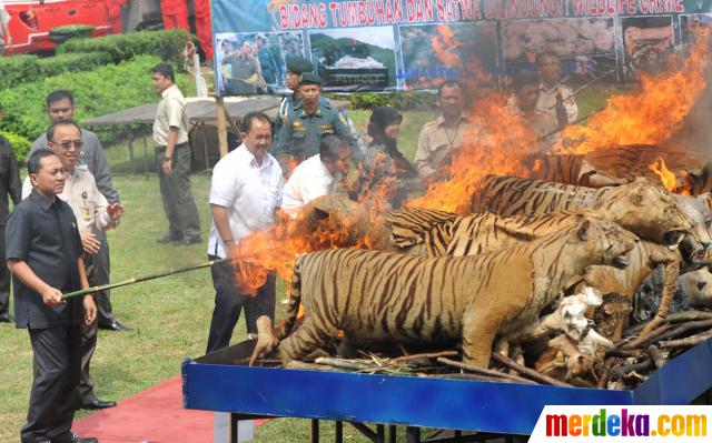  Foto  Kemenhut musnahkan hewan  langka  yang diawetkan 