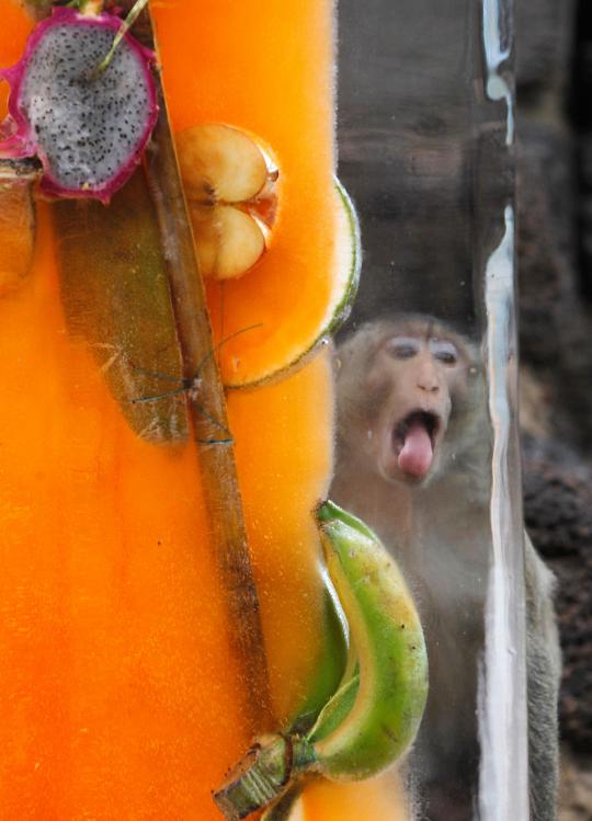 Monyet-monyet berpesta di Festival Makan Sepuasnya di Bangkok