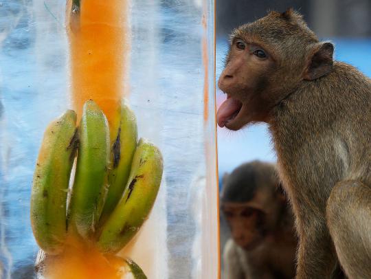 Monyet-monyet berpesta di Festival Makan Sepuasnya di Bangkok