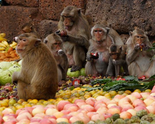 Monyet-monyet berpesta di Festival Makan Sepuasnya di Bangkok