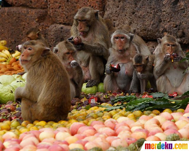 Foto : Monyet-monyet berpesta di Festival Makan Sepuasnya 