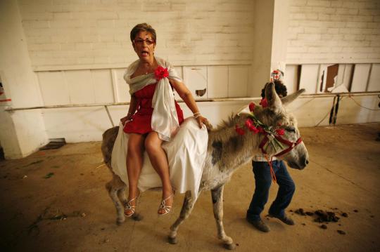 Saat seekor keledai angkut beban berat