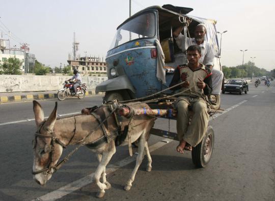 Saat seekor keledai angkut beban berat