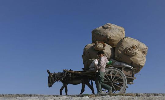 Saat seekor keledai angkut beban berat
