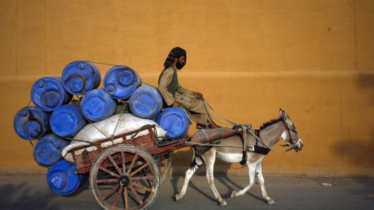 Saat seekor keledai angkut beban berat