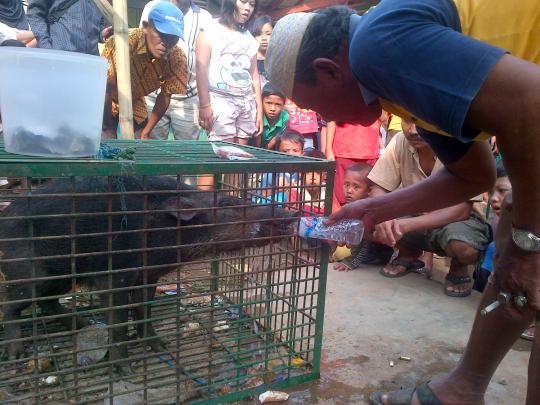 Penasaran, warga ramai-ramai tonton 'babi ngepet'