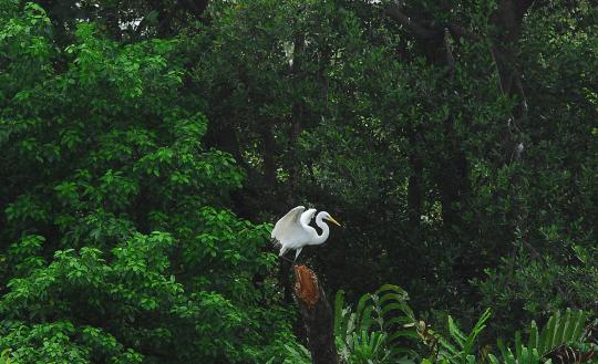 Terganggunya habitat bangau putih penghuni Muara Angke 