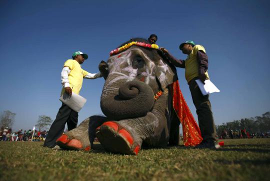 'Kontes kecantikan' gajah di Nepal, gajah ini dipercantik