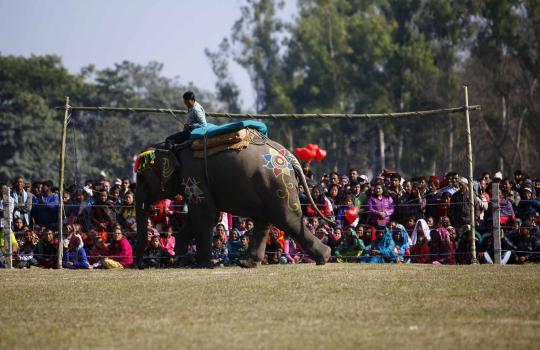 'Kontes kecantikan' gajah di Nepal, gajah ini dipercantik