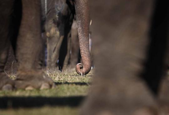 'Kontes kecantikan' gajah di Nepal, gajah ini dipercantik