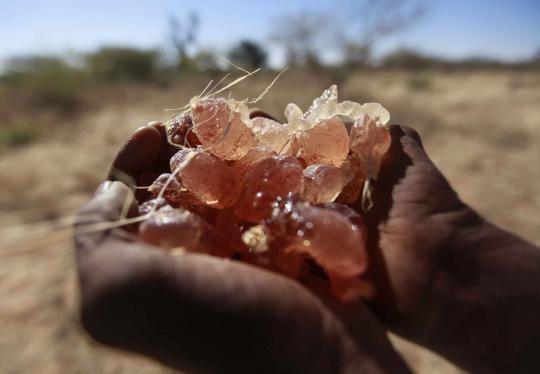 Manisnya permen karet alam 'Gum Arabic' dari pohon akasia