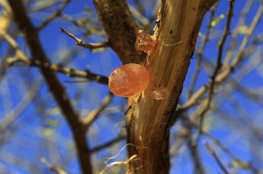 Manisnya permen karet alam 'Gum Arabic' dari pohon akasia