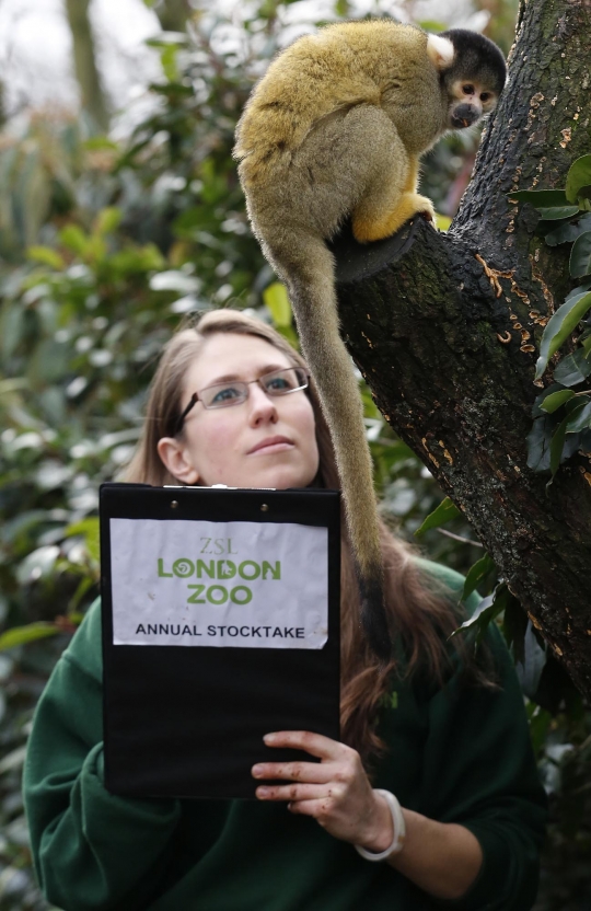Menghitung 'penghuni' lucu di kebun binatang London