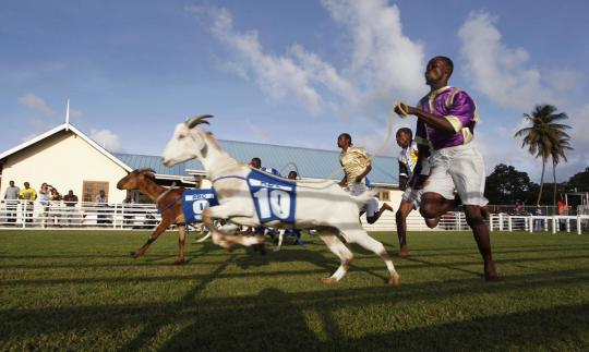 Balapan unik, kambing dan kepiting saling kejar