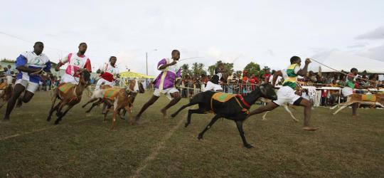 Balapan unik, kambing dan kepiting saling kejar