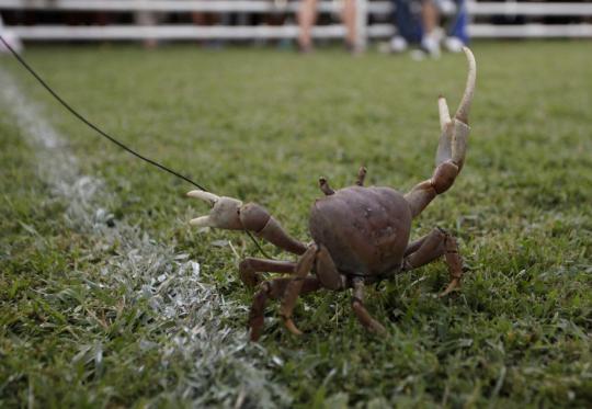 Balapan unik, kambing dan kepiting saling kejar