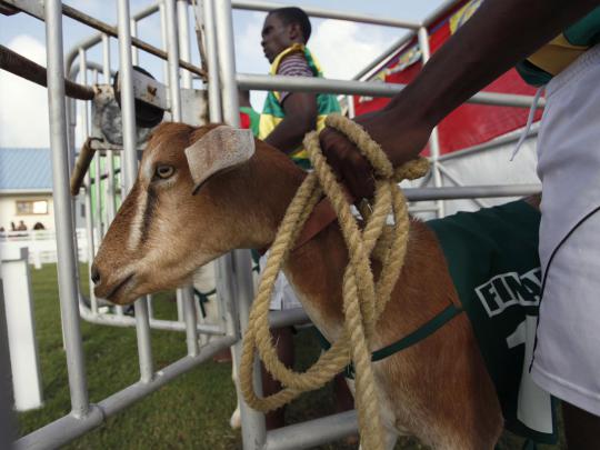 Balapan unik, kambing dan kepiting saling kejar