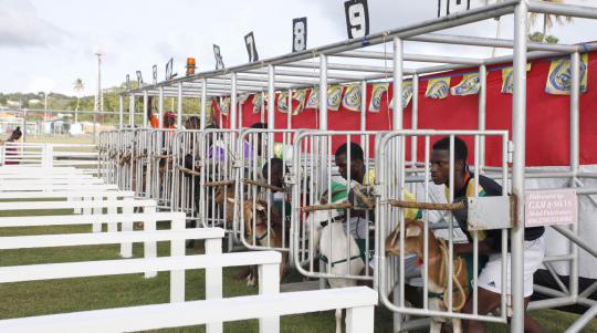 Balapan unik, kambing dan kepiting saling kejar