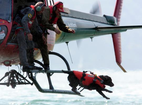 Ketika anjing bertugas jadi partner manusia