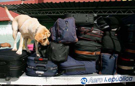 Ketika anjing bertugas jadi partner manusia
