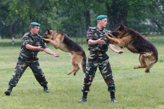 Ketika anjing bertugas jadi partner manusia