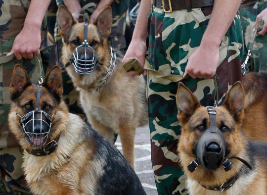 Ketika anjing bertugas jadi partner manusia