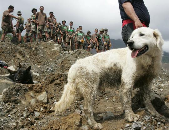 Ketika anjing bertugas jadi partner manusia