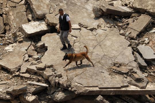Ketika anjing bertugas jadi partner manusia