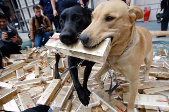 Ketika anjing bertugas jadi partner manusia