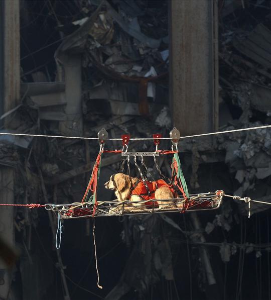 Ketika anjing bertugas jadi partner manusia