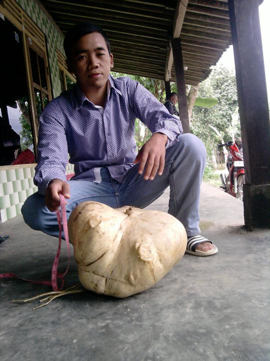 Bengkuang raksasa gegerkan warga lereng Gunung Merapi