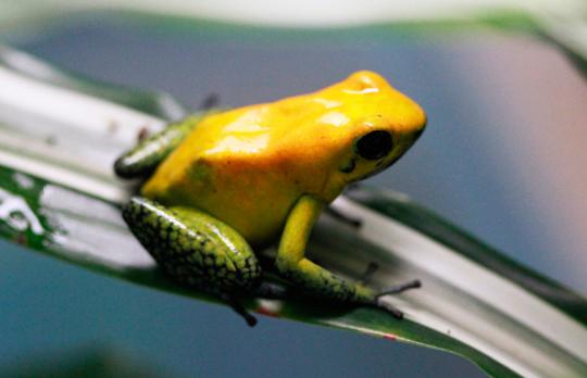 Katak cantik dan beracun di dunia terancam punah