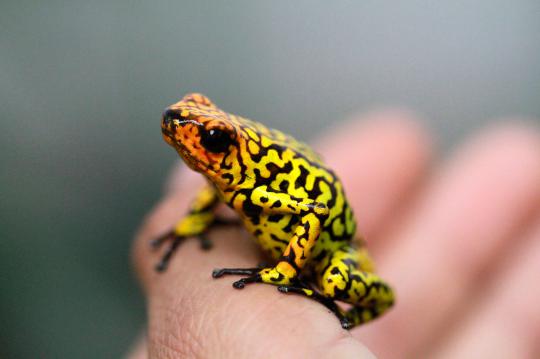 Katak cantik dan beracun di dunia terancam punah