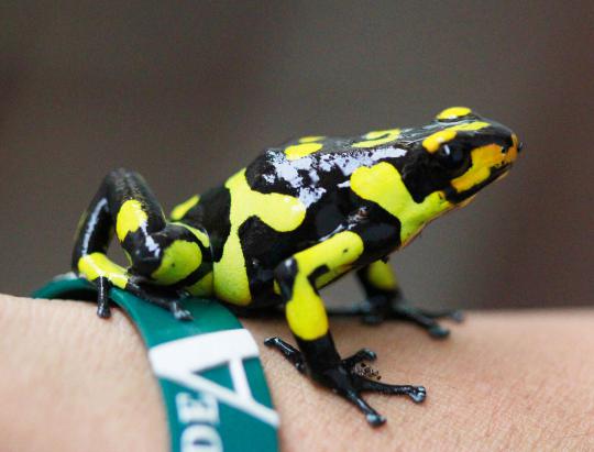 Katak cantik dan beracun di dunia terancam punah