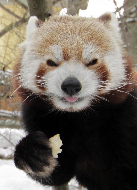 Mengenal panda merah yang mirip dengan musang dan beruang