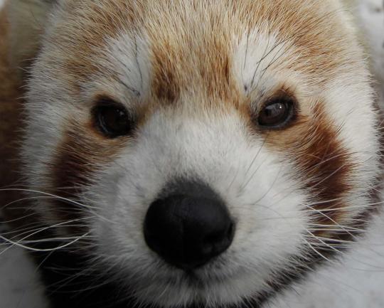 Mengenal panda merah yang mirip dengan musang dan beruang