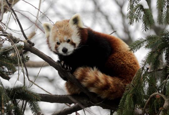 Mengenal panda merah yang mirip dengan musang dan beruang