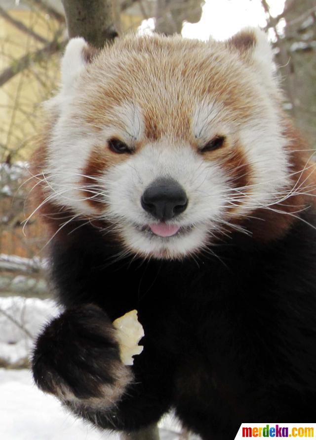 Foto : Mengenal panda merah yang mirip dengan musang dan 