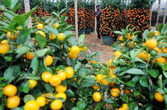 Jelang imlek, permintaan jeruk impor meningkat