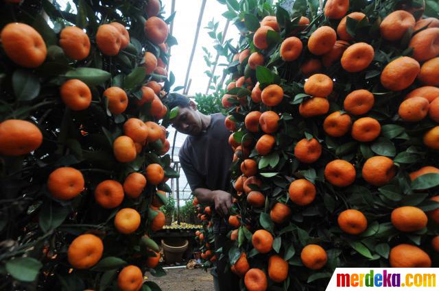 Foto : Jelang imlek, permintaan jeruk impor meningkat 