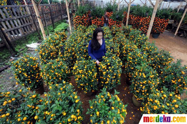 Foto : Jelang imlek, permintaan jeruk impor meningkat 