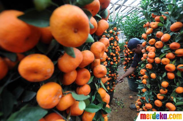 Foto : Jelang imlek, permintaan jeruk impor meningkat 