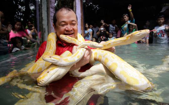 Sambut Imlek, orang ini tidur berselimutkan ular phyton