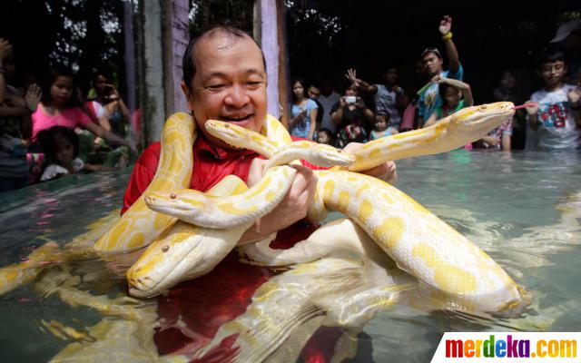 Foto : Sambut Imlek, orang ini tidur berselimutkan ular 