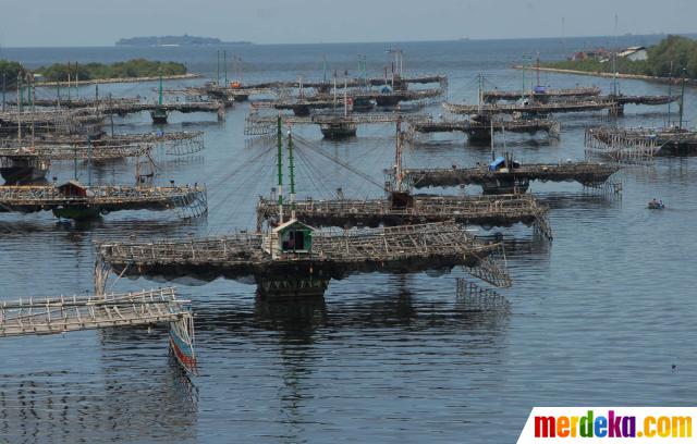 Foto : Budidaya laut nelayan kapal bagan Muara Baru 