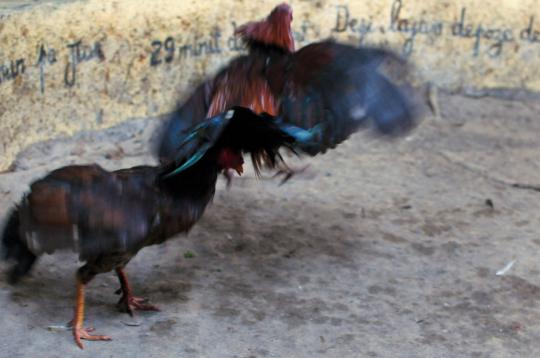 Adu sabung ayam di Haiti