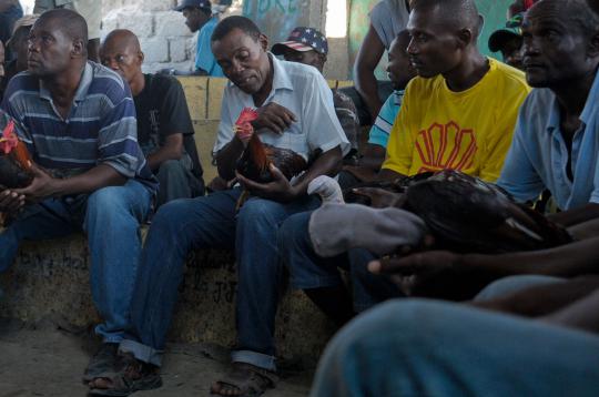 Adu sabung ayam di Haiti